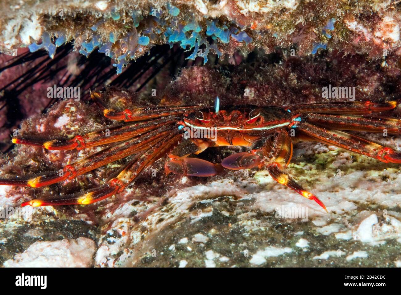 Crab Grapsus adscensionis, Krabbe (Grapsus adscensionis) Stock Photo