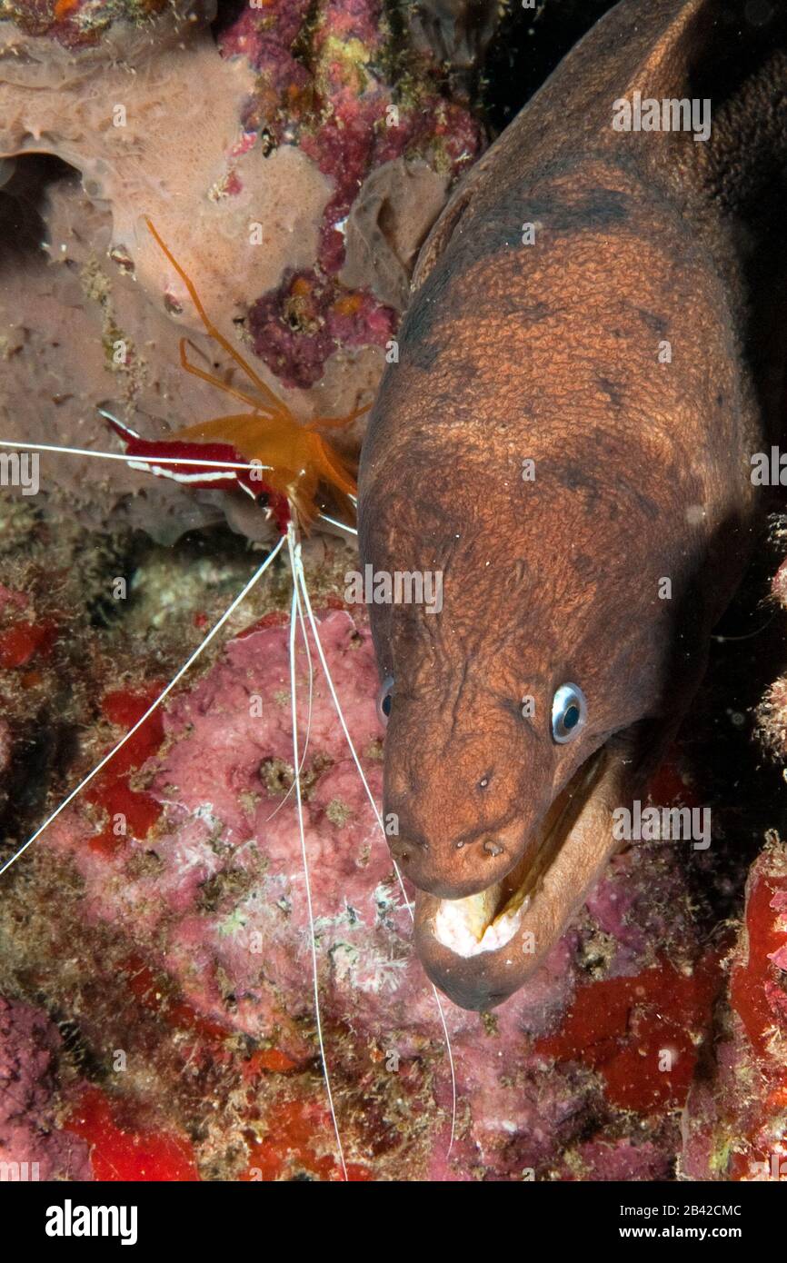 Muräne und Putzergarnele, moray eel and cleaner shrimp Stock Photo