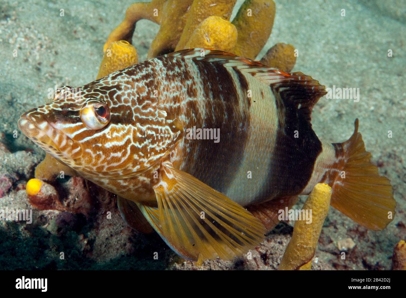 Schriftbarsch (Serranus scriba) Stock Photo