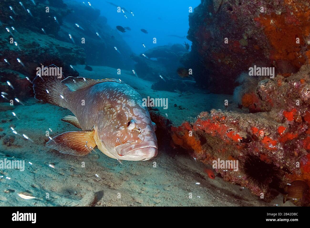 Zackenbarsch, grouper Stock Photo