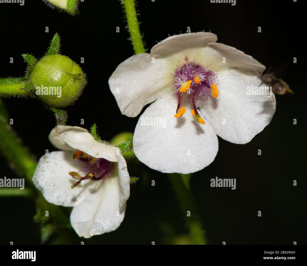 Closeup of white flower blossoms of a Moth Mullein (Verbascum blattaria) wildflower with a black background Stock Photo