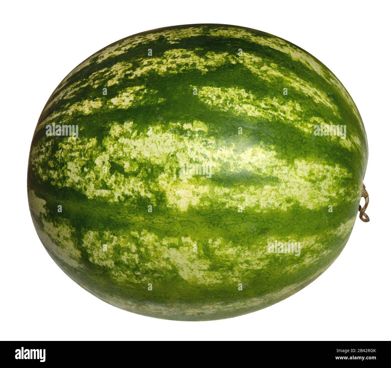 A whole mottled, green and white watermelon (Citrullus lanatus) isolated on a white background Stock Photo