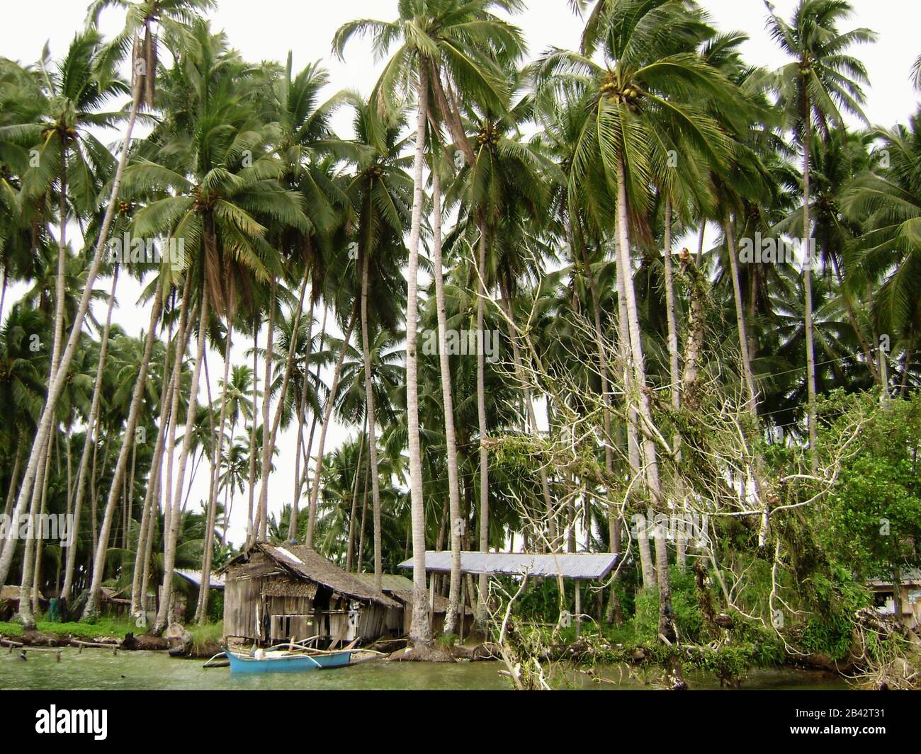 Fishing village in Surigao del Sur, Philippines with tall coconut trees on the shoreline Stock Photo