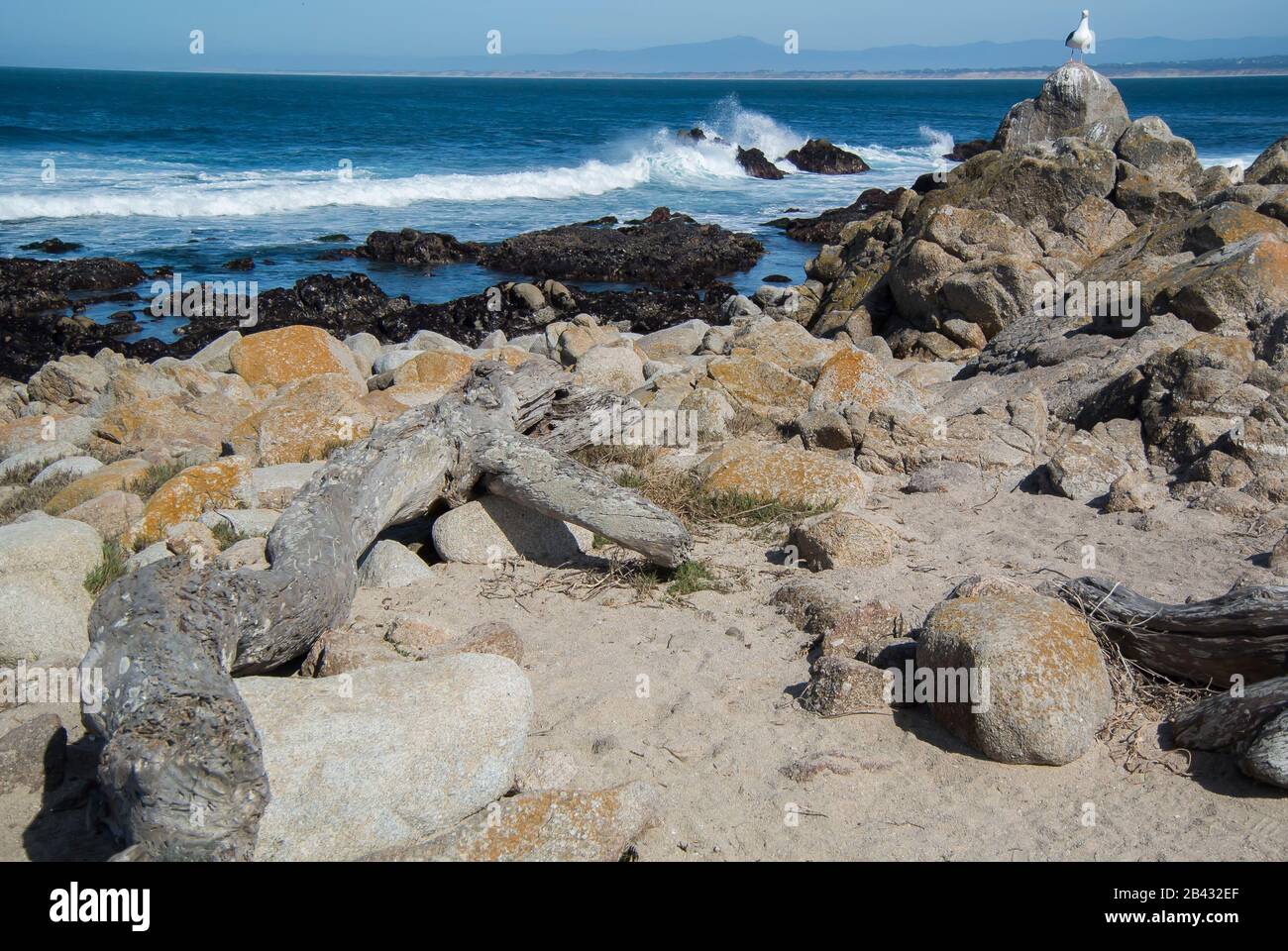 Driftwood on the Beach, Pacific Grove, California Stock Photo Alamy