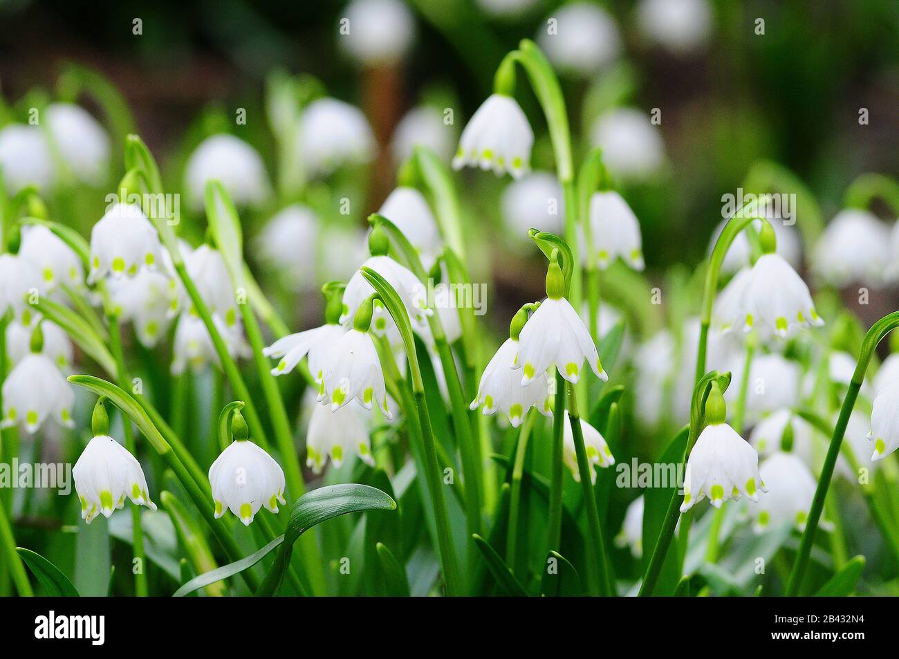 Lily of the valley (Leucojum vernum), also called a mug of March Stock