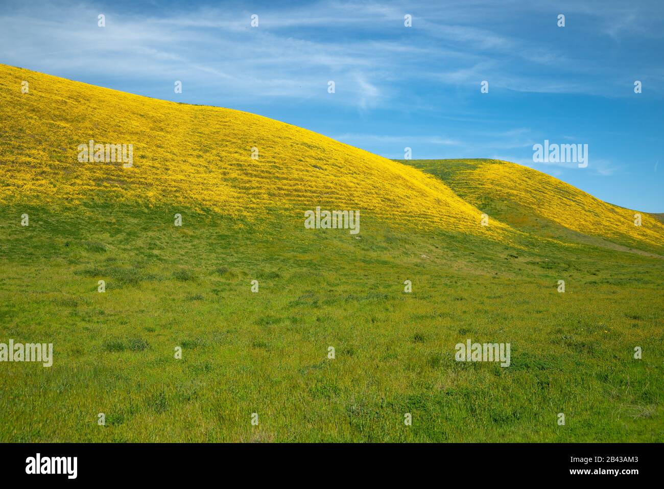 Wildflower super bloom field hi-res stock photography and images - Alamy