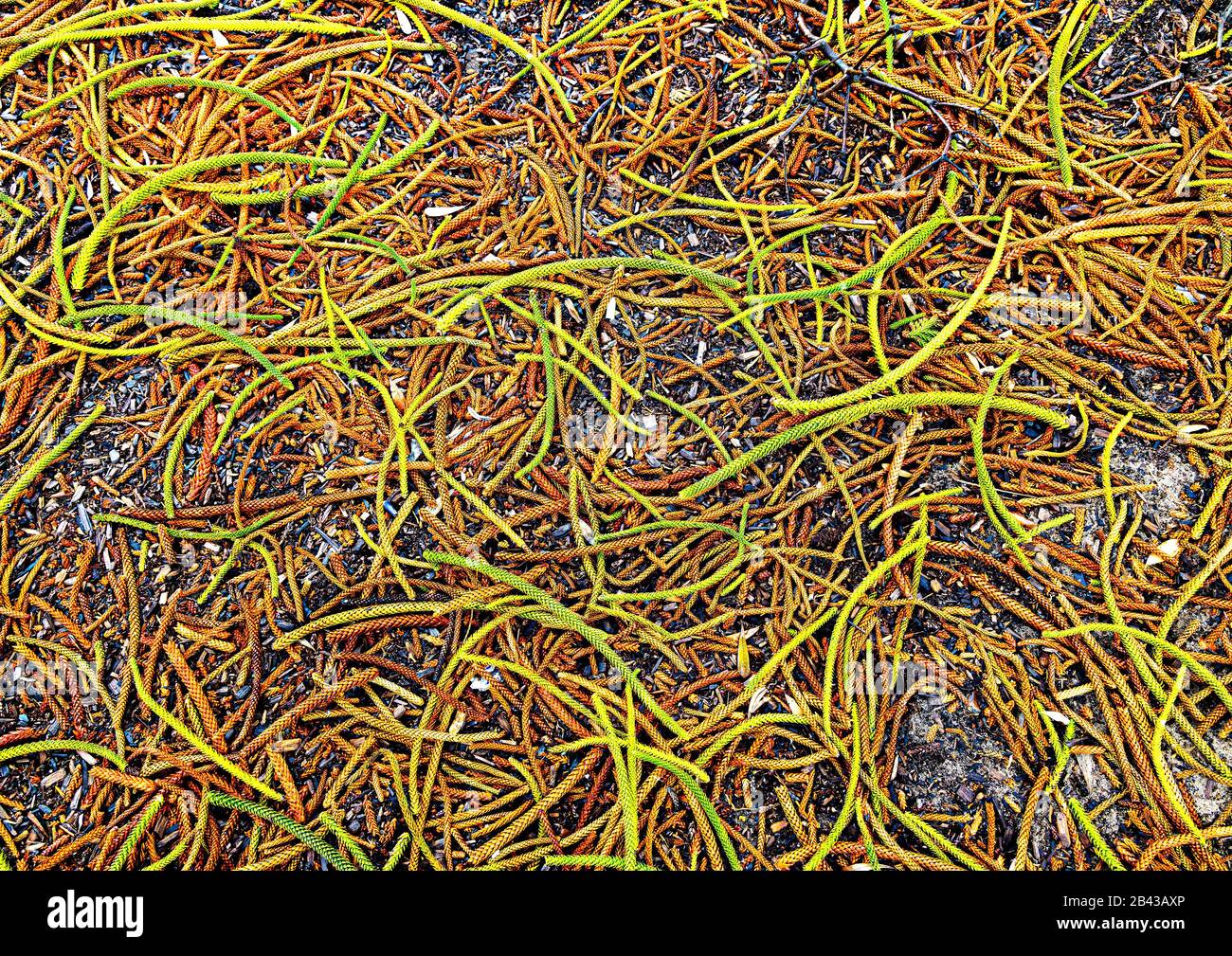 branchlets made up of scale leaves from Norfolk Island Pines growing behind the pavilion at Bondi Beach Stock Photo