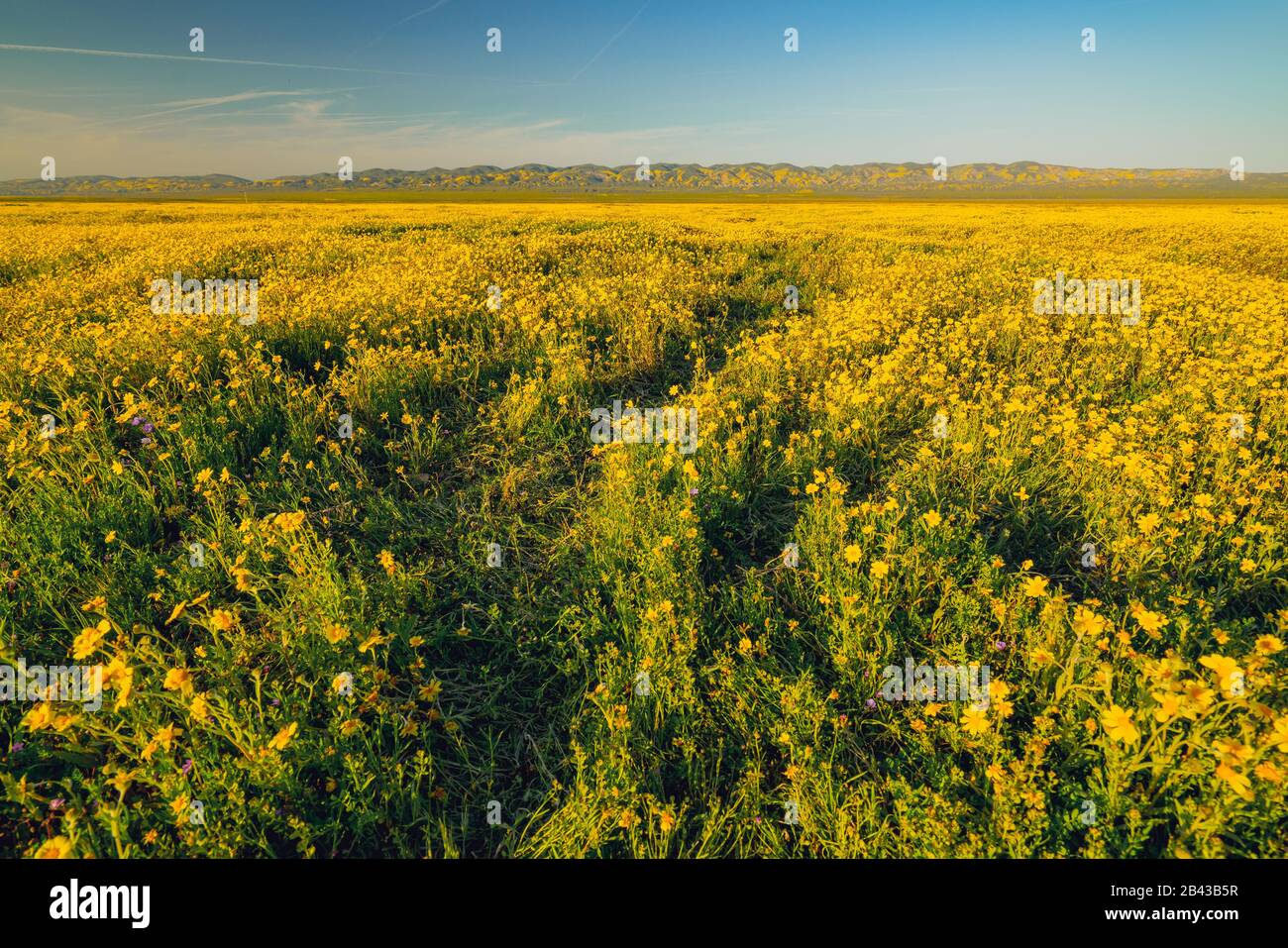 Wildflower super bloom field hi-res stock photography and images - Alamy