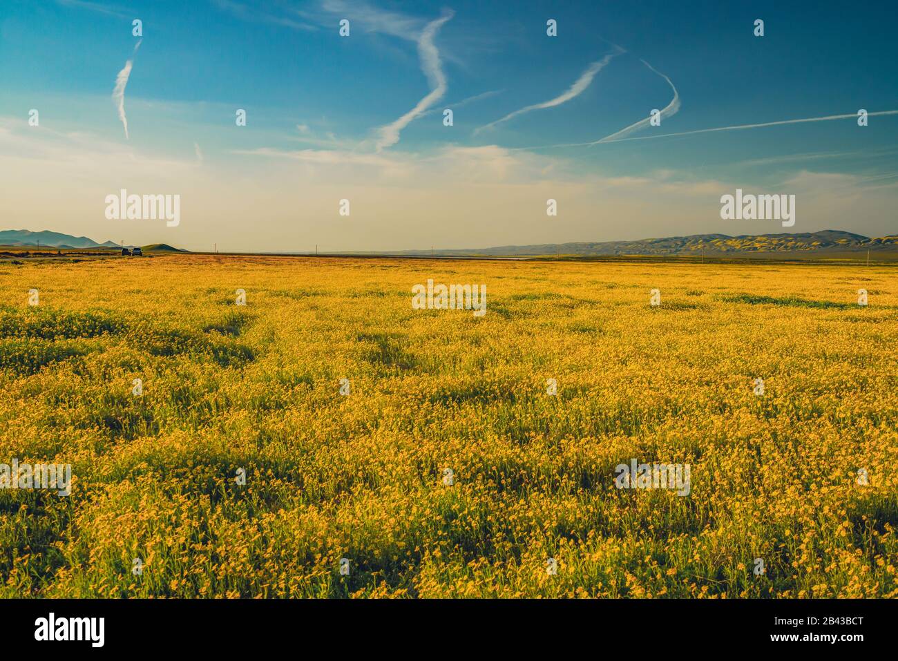 Wildflower super bloom hi-res stock photography and images - Alamy