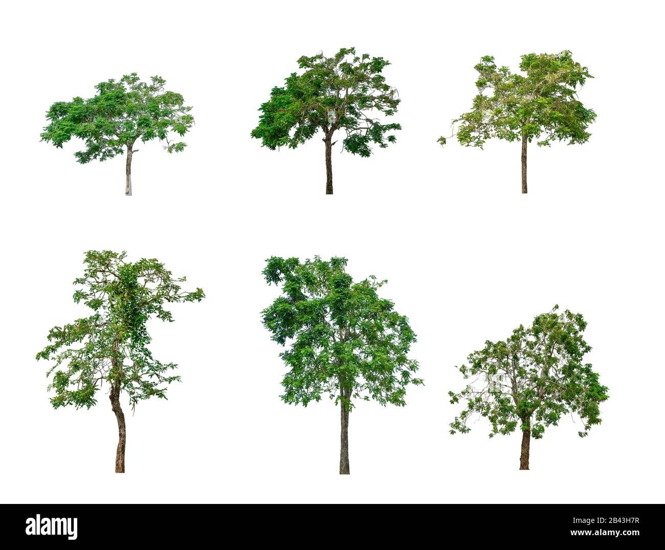 Tamarind Tree High Resolution Stock Photography And Images Alamy Tamarind Tree High Resolution Stock Photography And Images Alamy