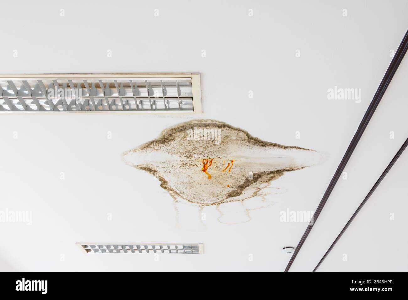 fungus in gypsum ceiling interior building damaged from water leaking