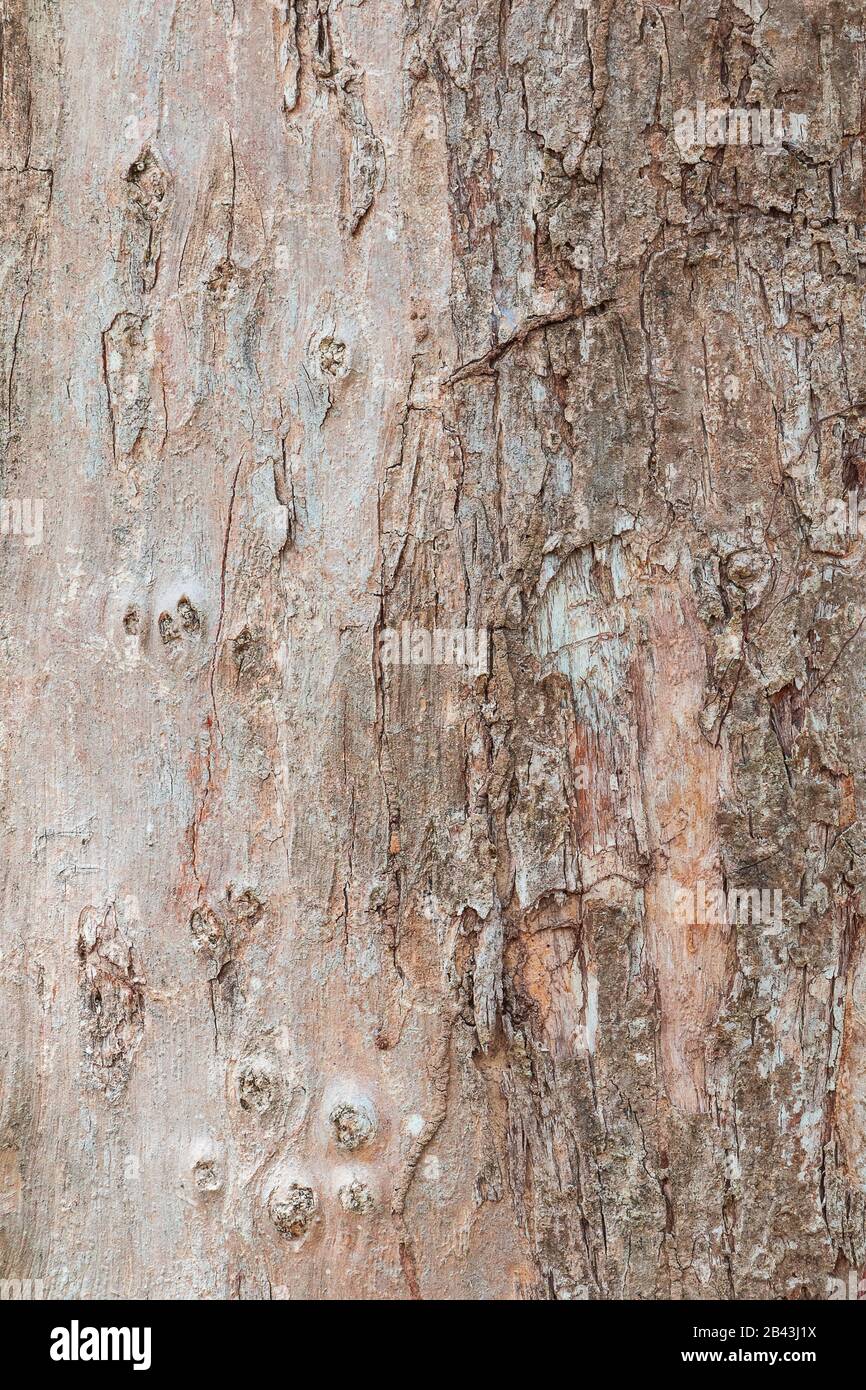 tree trunk nature. bark texture pattern wood for background image ...