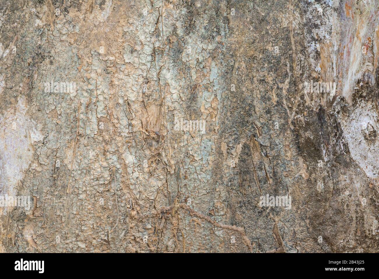 tree trunk nature. bark texture pattern wood for background image ...