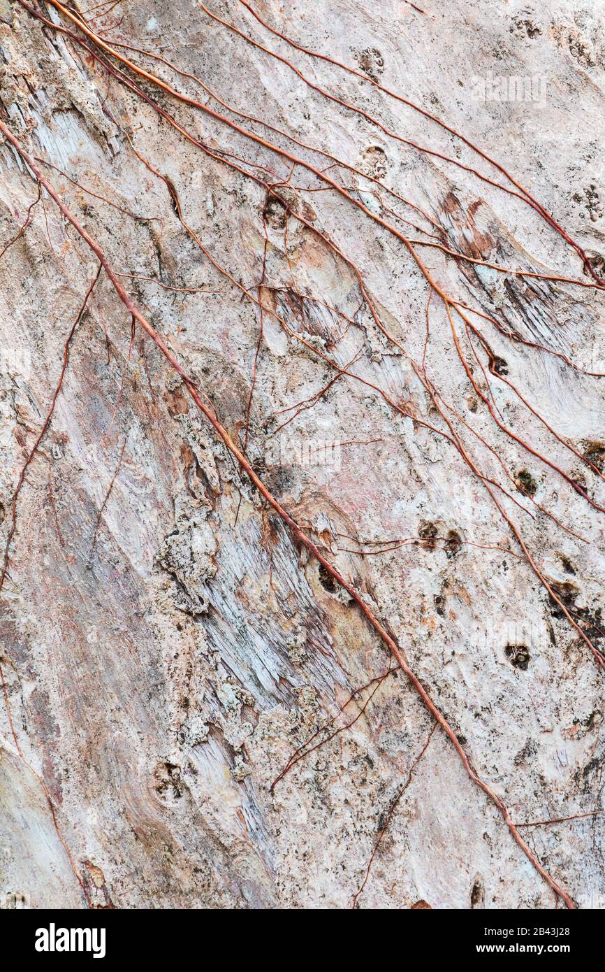 tree trunk nature. bark texture pattern wood for background image ...