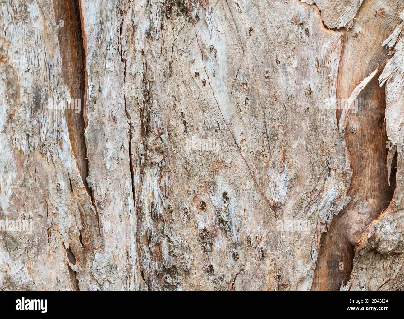 tree trunk nature. bark texture pattern wood for background image ...