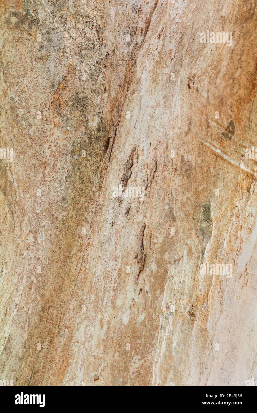 tree trunk nature. bark texture pattern wood for background image ...