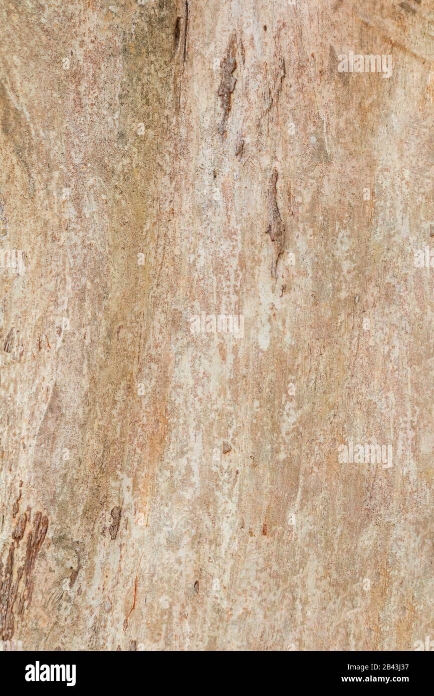 tree trunk nature. bark texture pattern wood for background image ...