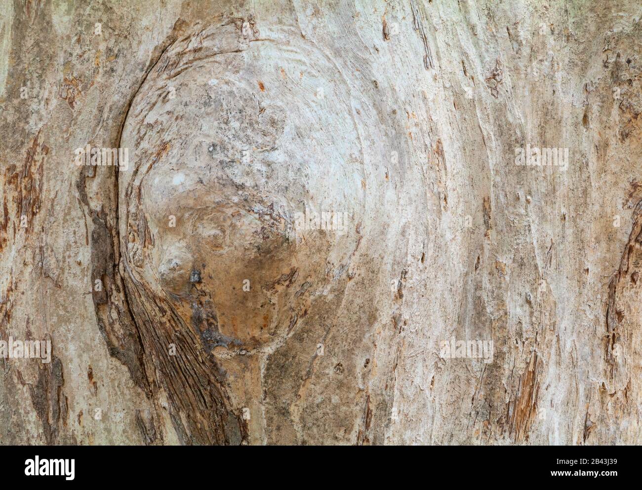 tree trunk nature. bark texture pattern wood for background image ...