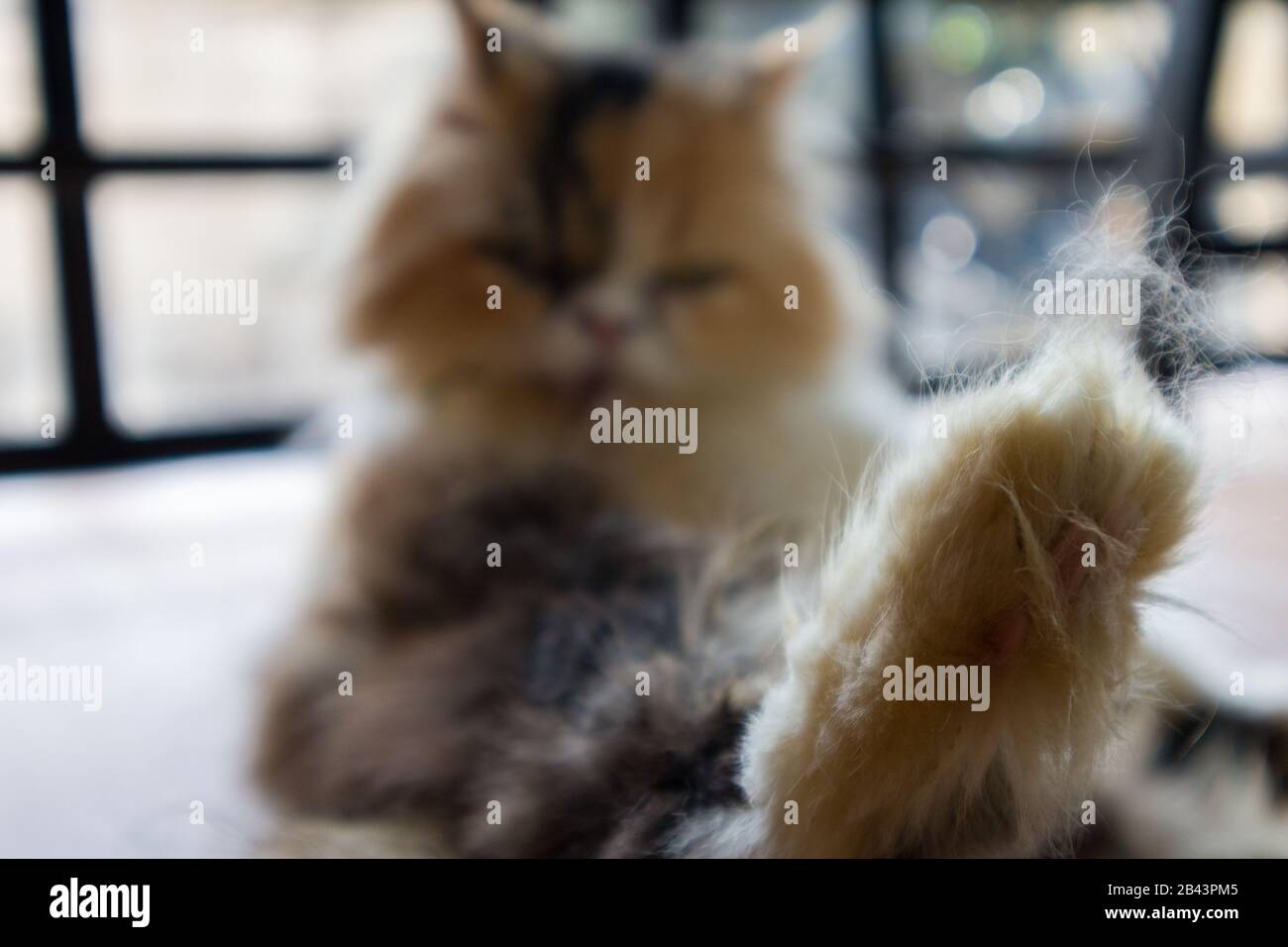 Cat sit in front of the door and look at the leg. Blur Stock Photo Alamy