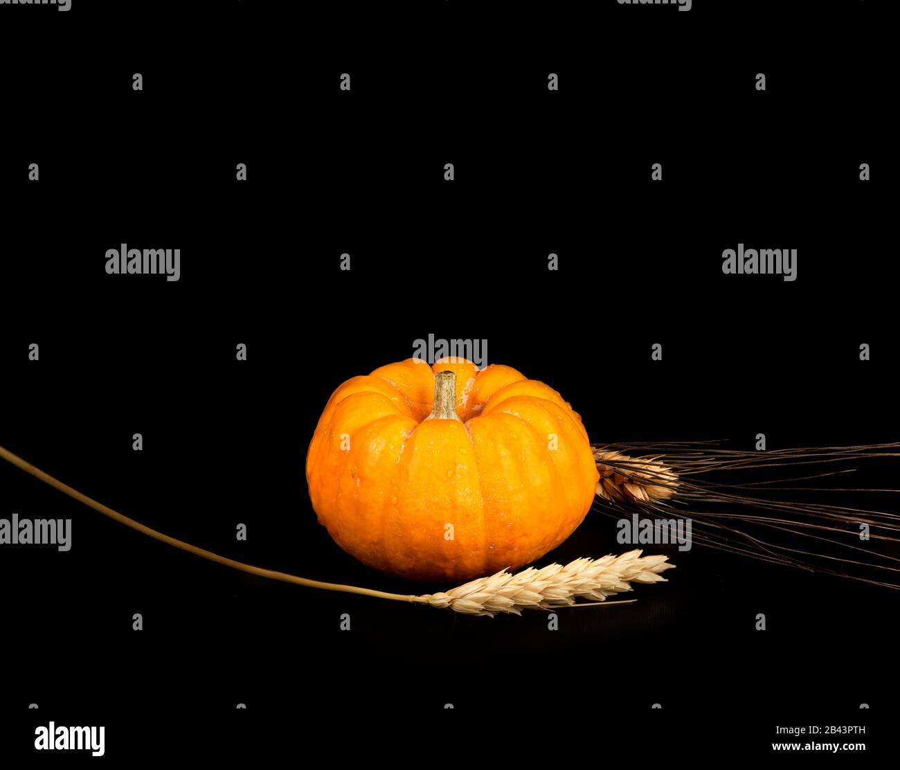 A small pumpkin with water droplets shot against a black background Stock Photo