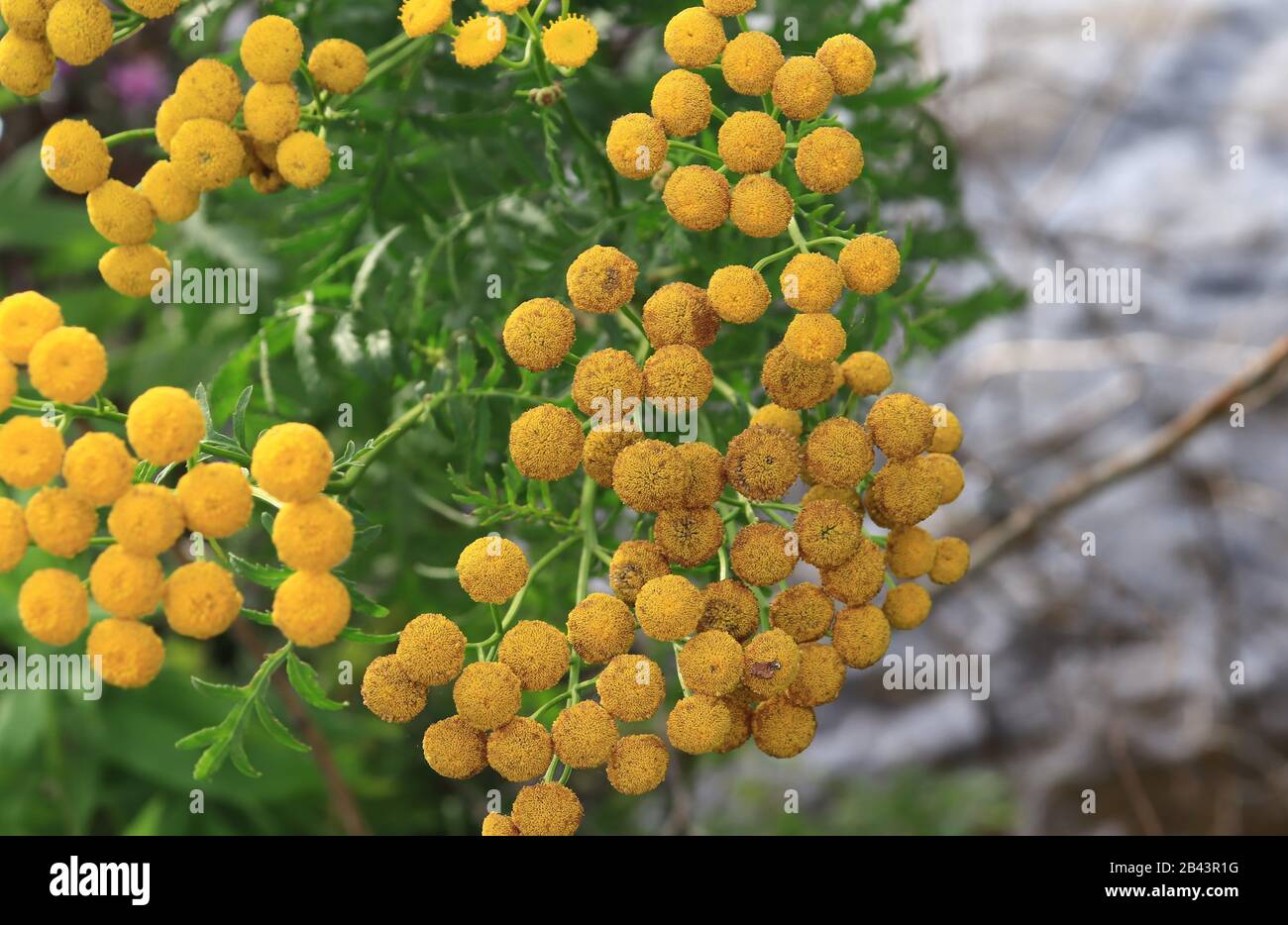 Chrysocephalum apiculatum/common everlasting/yellow buttons/Canada Stock Photo