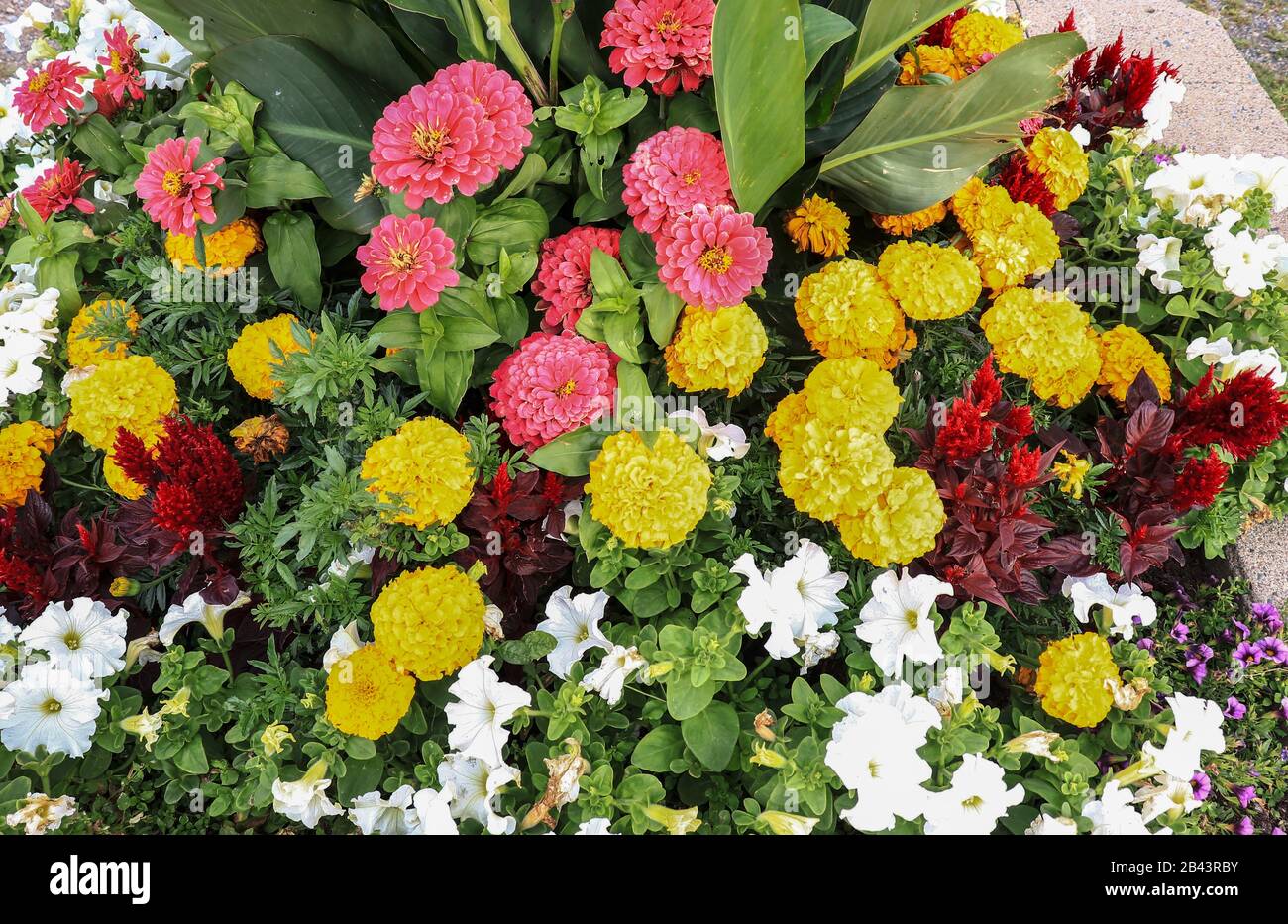 Beautiful marigold/dahlia/petunia flowers on the street of Sault Ste Marie-Ontario/Canada Stock Photo