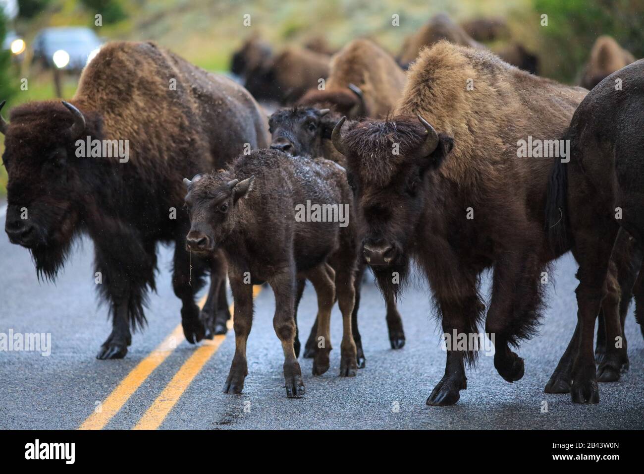 Young wild bison stampede in the middle of a buffalo herd running down the road in Yellowstone National Park, Wyoming Stock Photo
