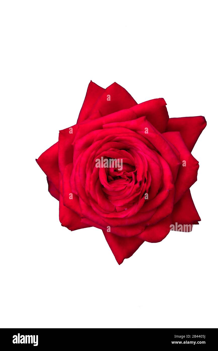 Red rose flower isolated on white background Stock Photo - Alamy