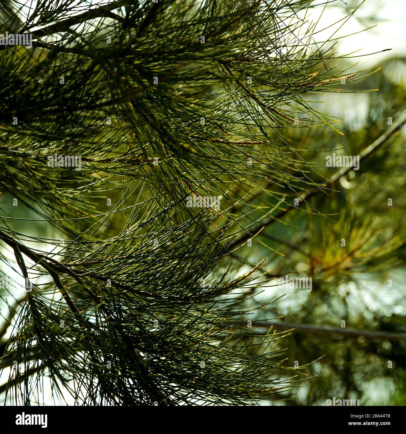 macro tree leaves photograph Stock Photo