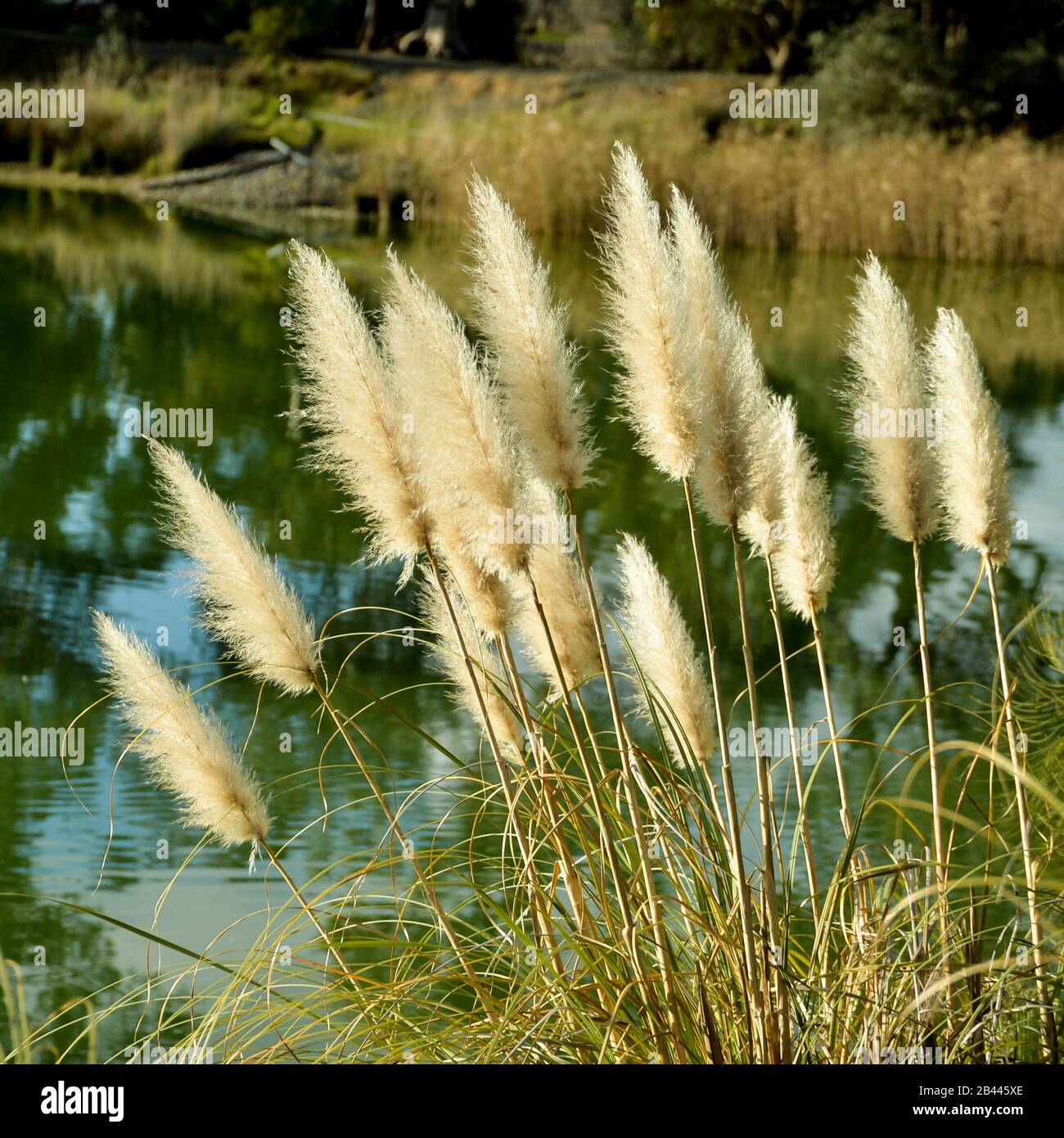 Barossa valley lake in background Stock Photo