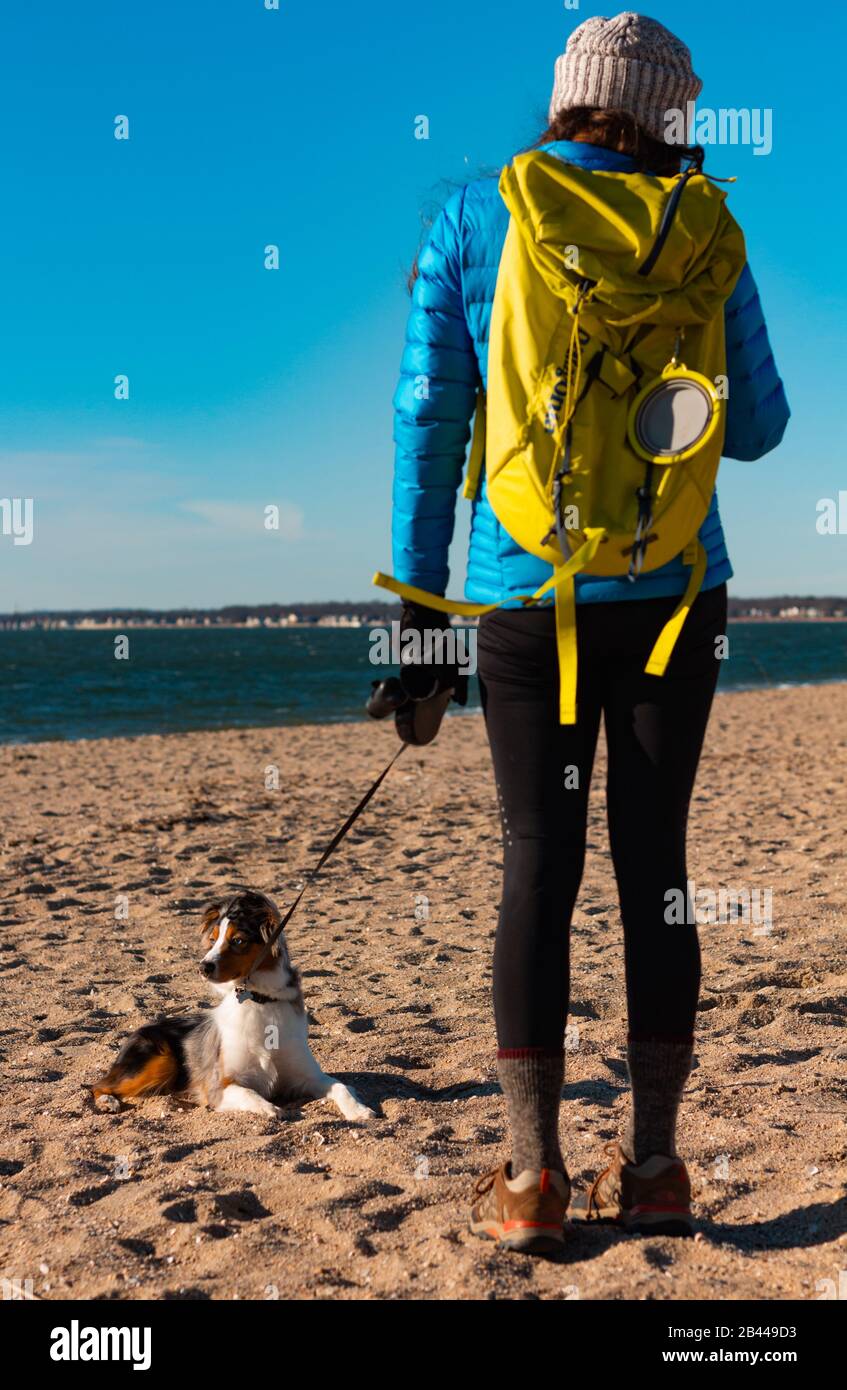 Mini Australian Shepherded dog laying on the sand on a beach. Women walking her dog on a cold wintery day. Stock Photo