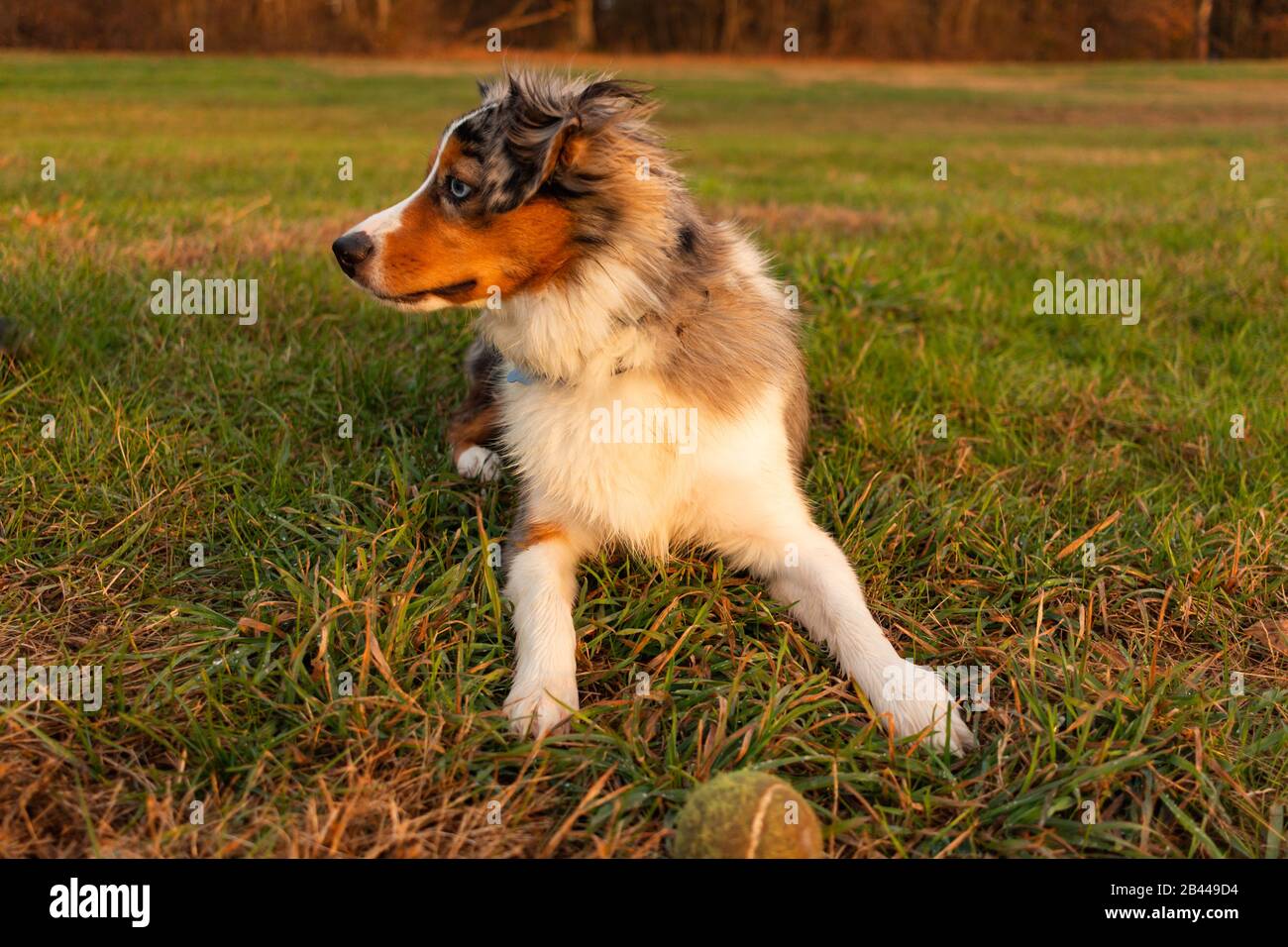 Dog playing catch and resting on the grass. While looking away. Breed ...