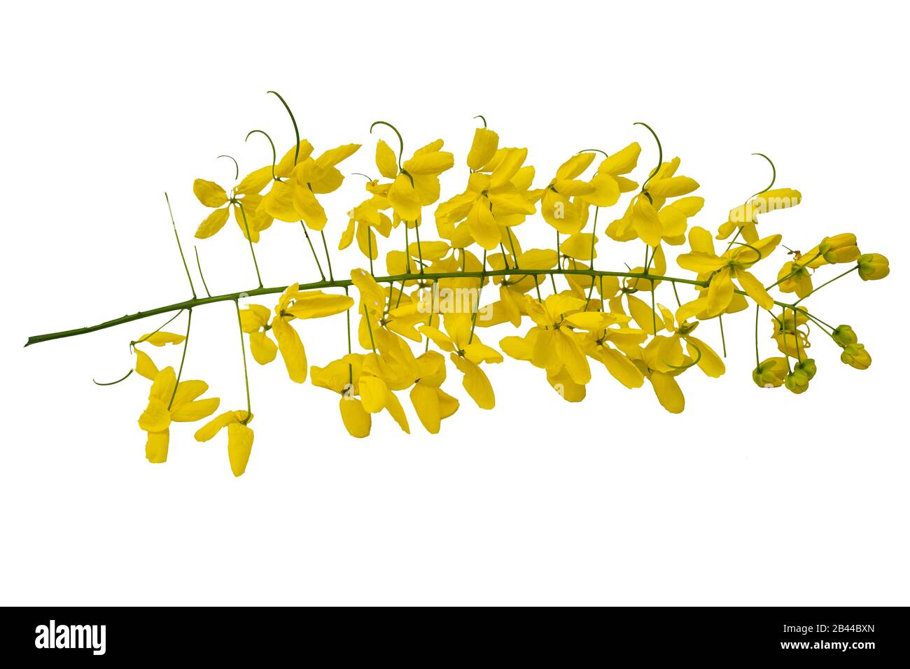 Yellow flower on Isolated white background, Javanese cassia flowers   is from Thailand Stock Photo