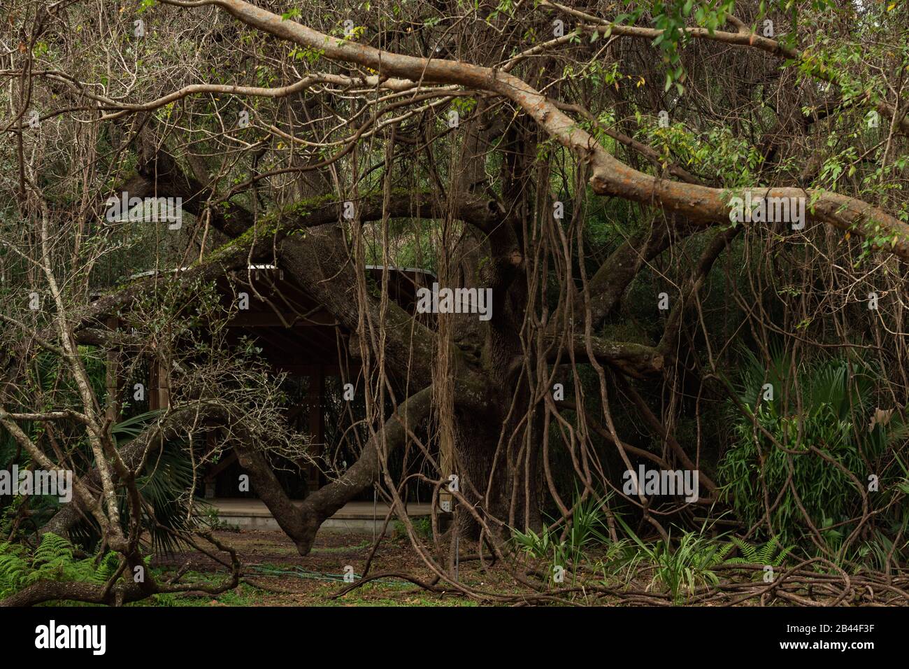 Big dense tree in a botanical garden with long vines. Stock Photo