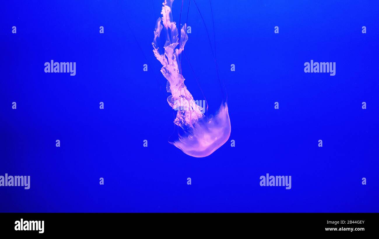 Beautiful colorful jellyfish in aquarium. Jellyfish from sea Stock