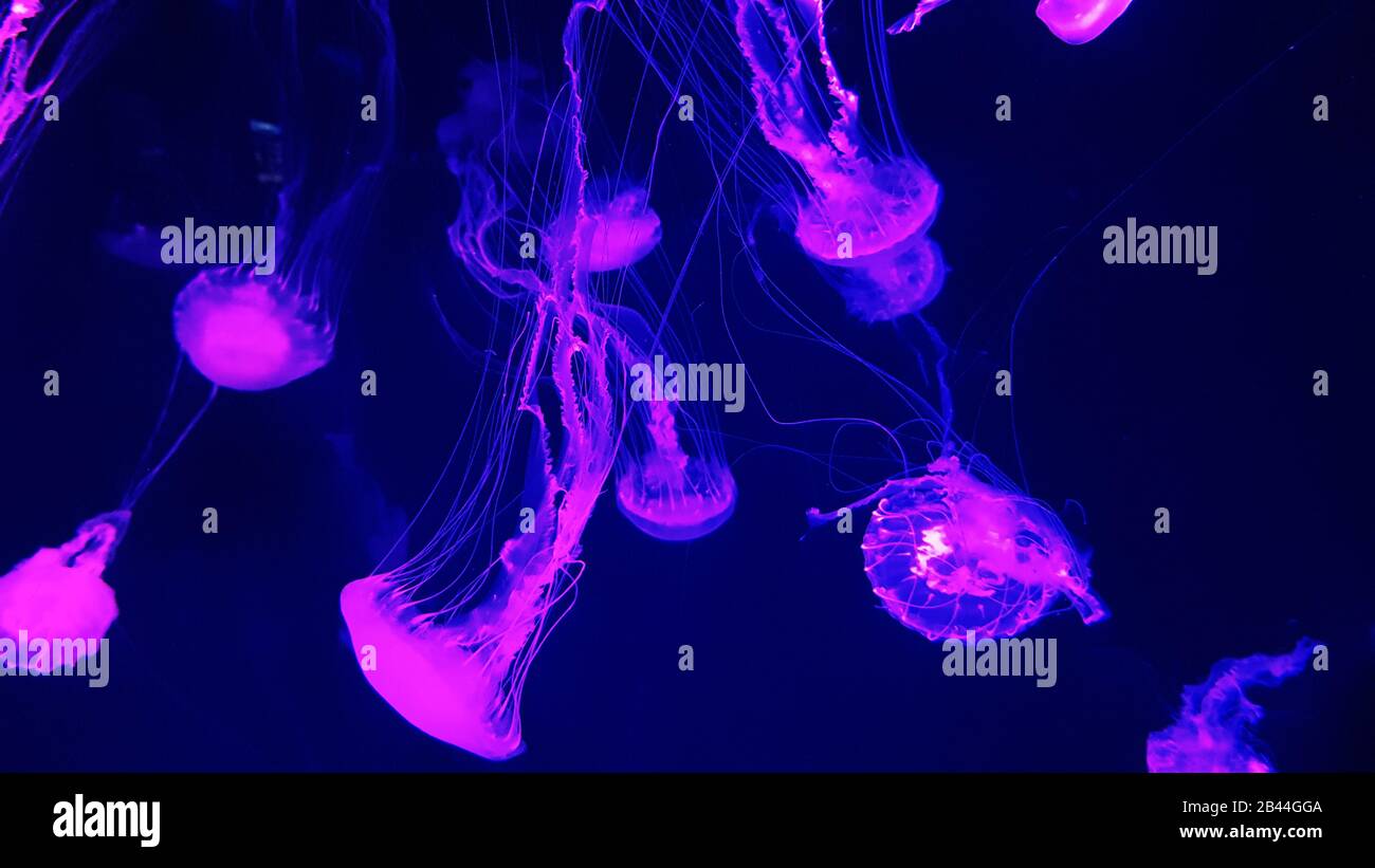 Beautiful colorful jellyfish in aquarium. Jellyfish from sea. Stock Photo