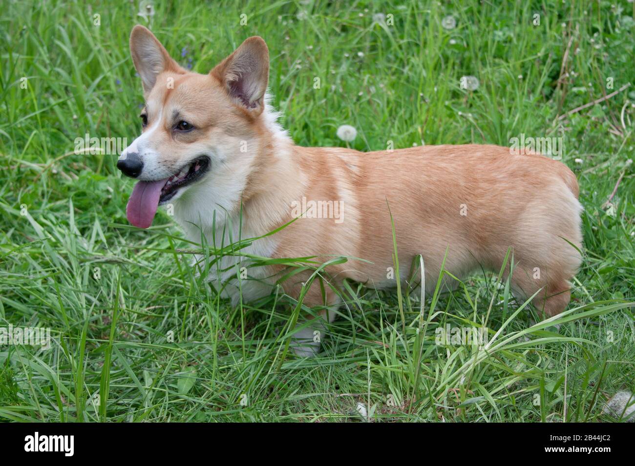 Corgi Standing High Resolution Stock Photography And Images Alamy