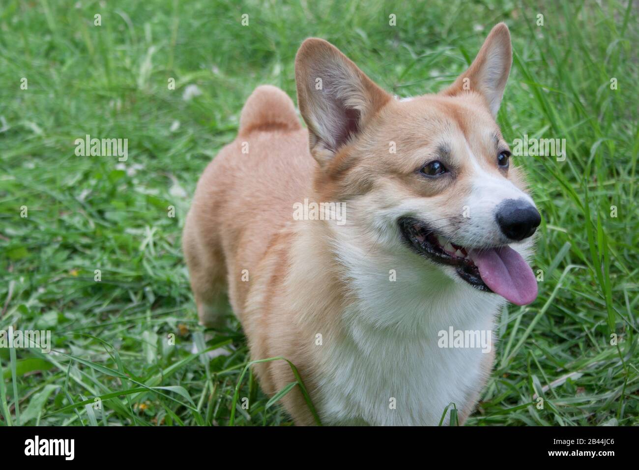 can a samoyed and a cardigan welsh corgi be friends