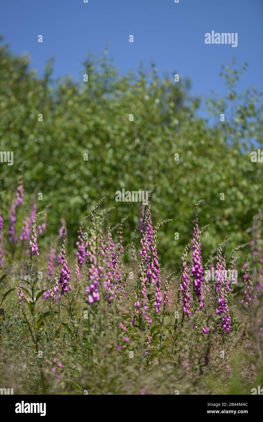 Roter Fingerhut (Digitalis purpurea) Stock Photo