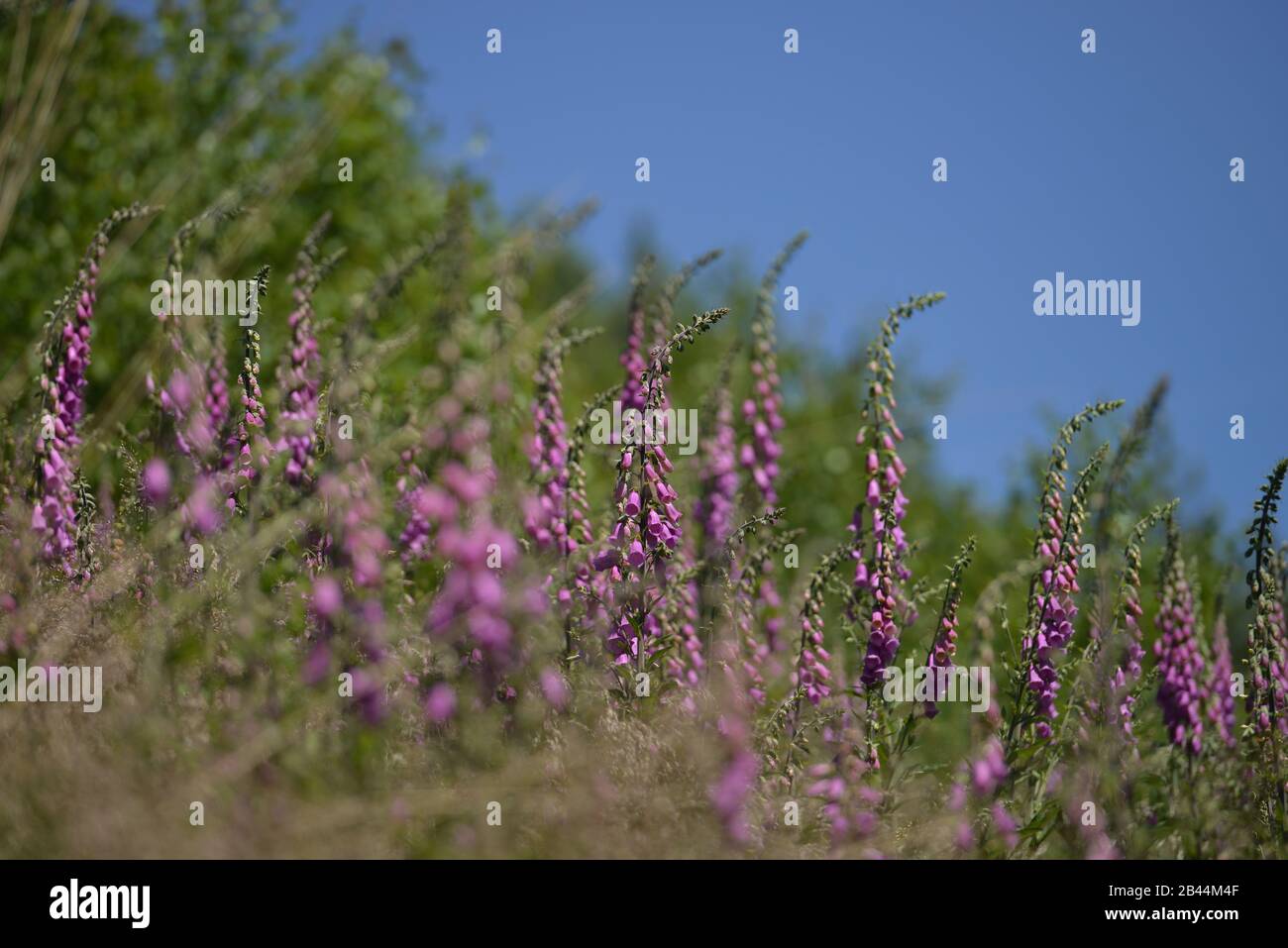 Roter Fingerhut (Digitalis purpurea) Stock Photo