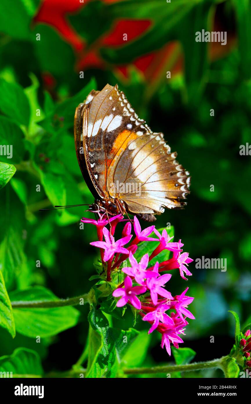 Beautiful Butterflies in nature, at the gardens and butterfly house