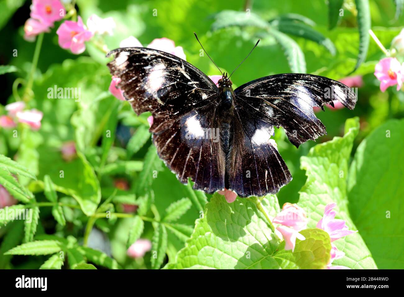 Beautiful Butterflies in nature, at the gardens and butterfly house