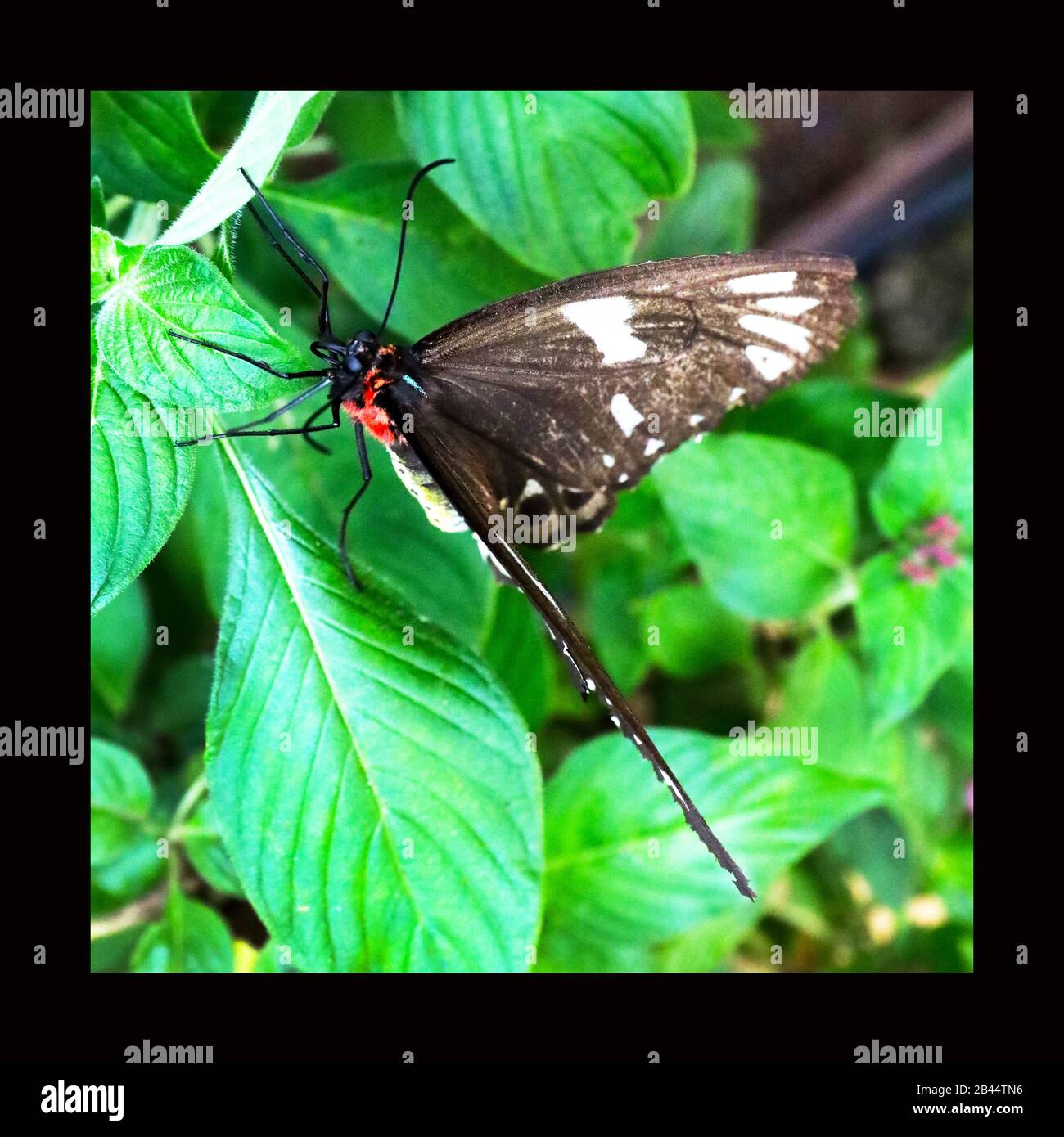 Beautiful big Butterflies in nature, at the gardens and butterfly house East Coast, Australia on