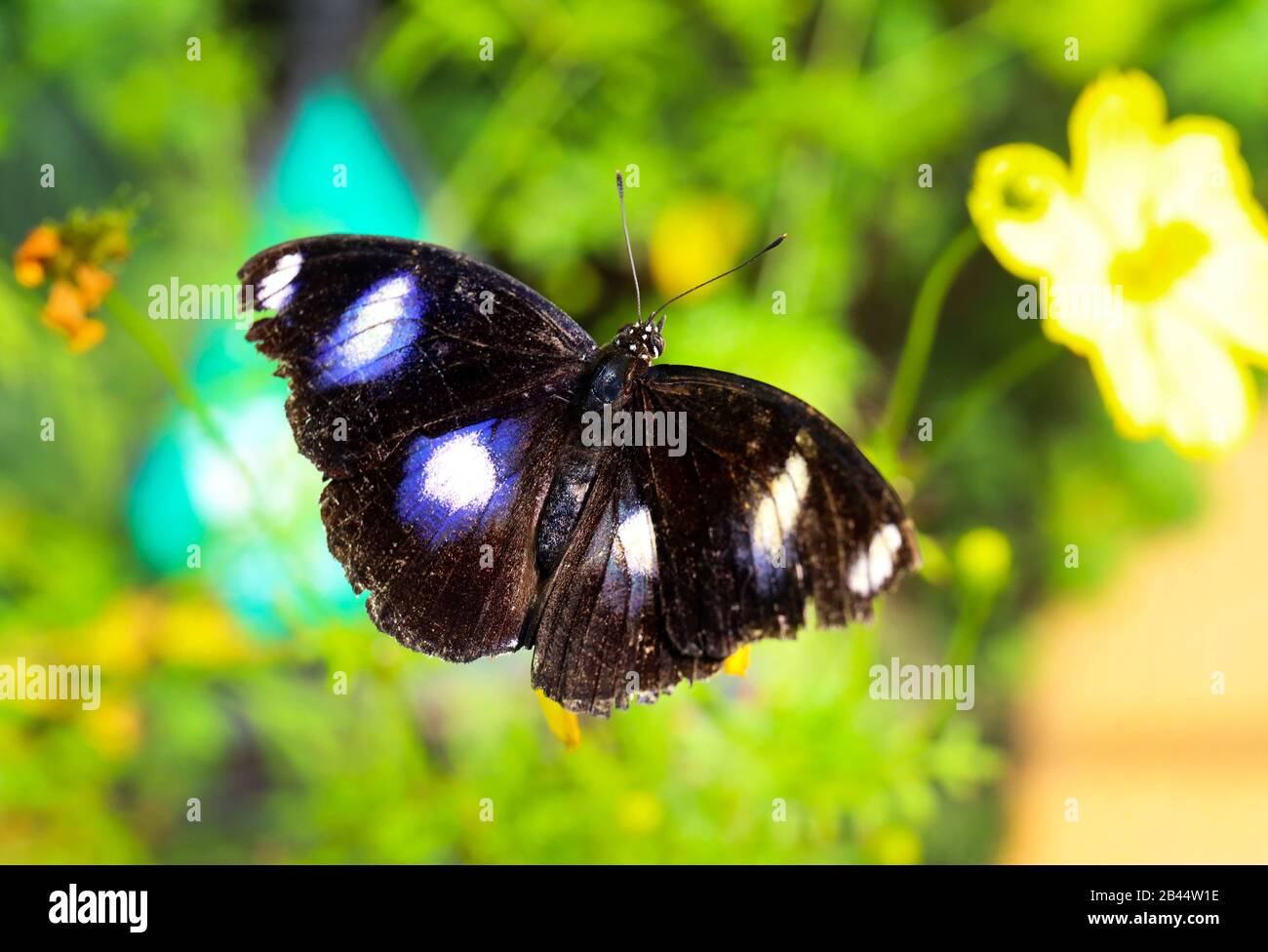 Beautiful Butterflies in nature, at the gardens and butterfly house