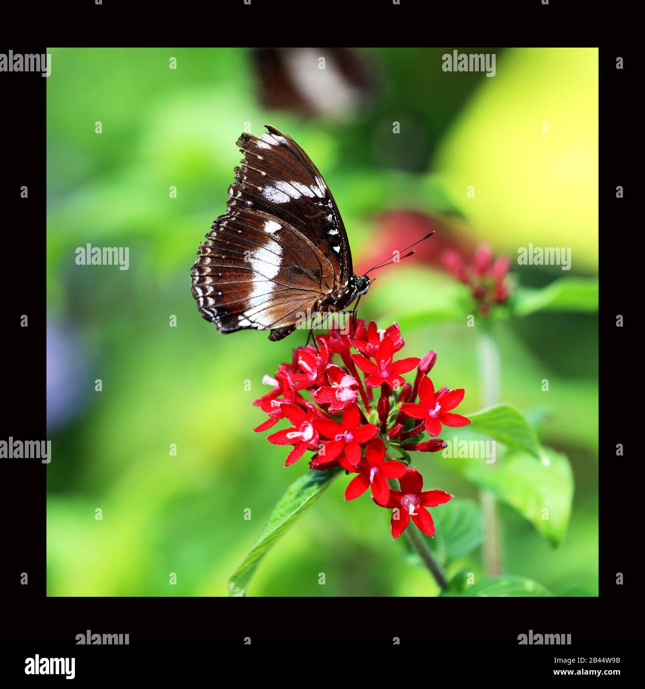 Beautiful Butterflies in nature, at the gardens and butterfly house