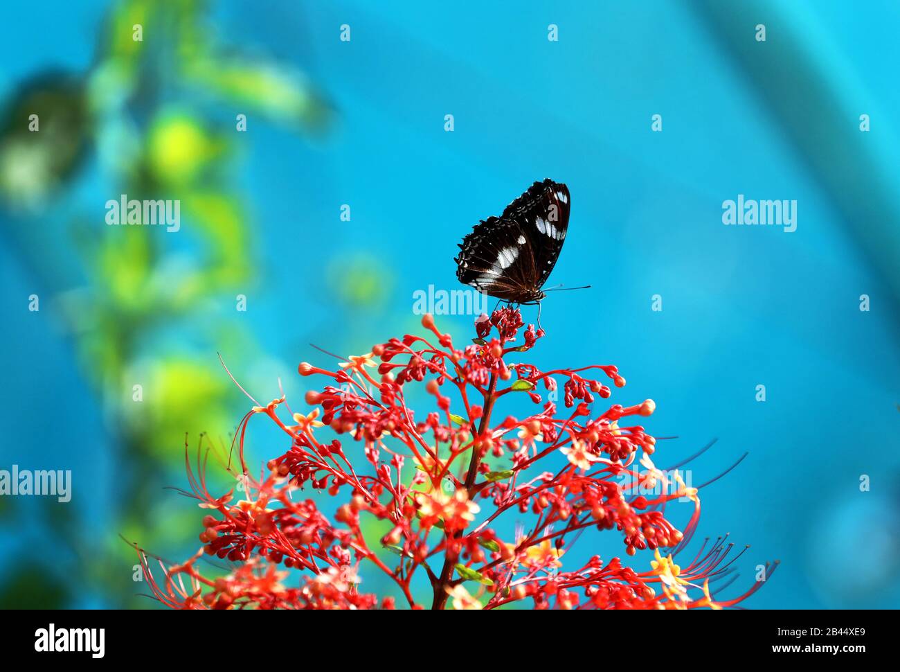 Beautiful Butterflies in nature, at the gardens and butterfly house