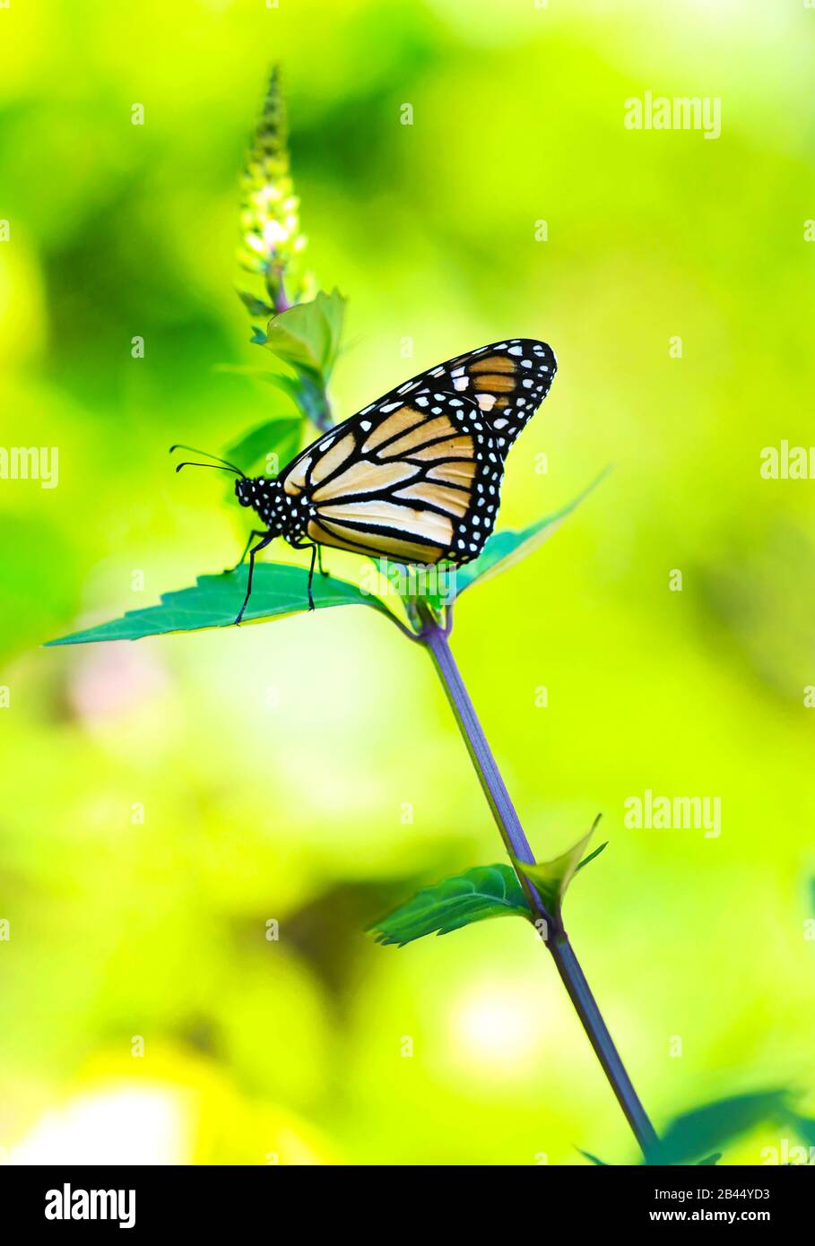 Beautiful Butterflies in nature, at the gardens and butterfly house