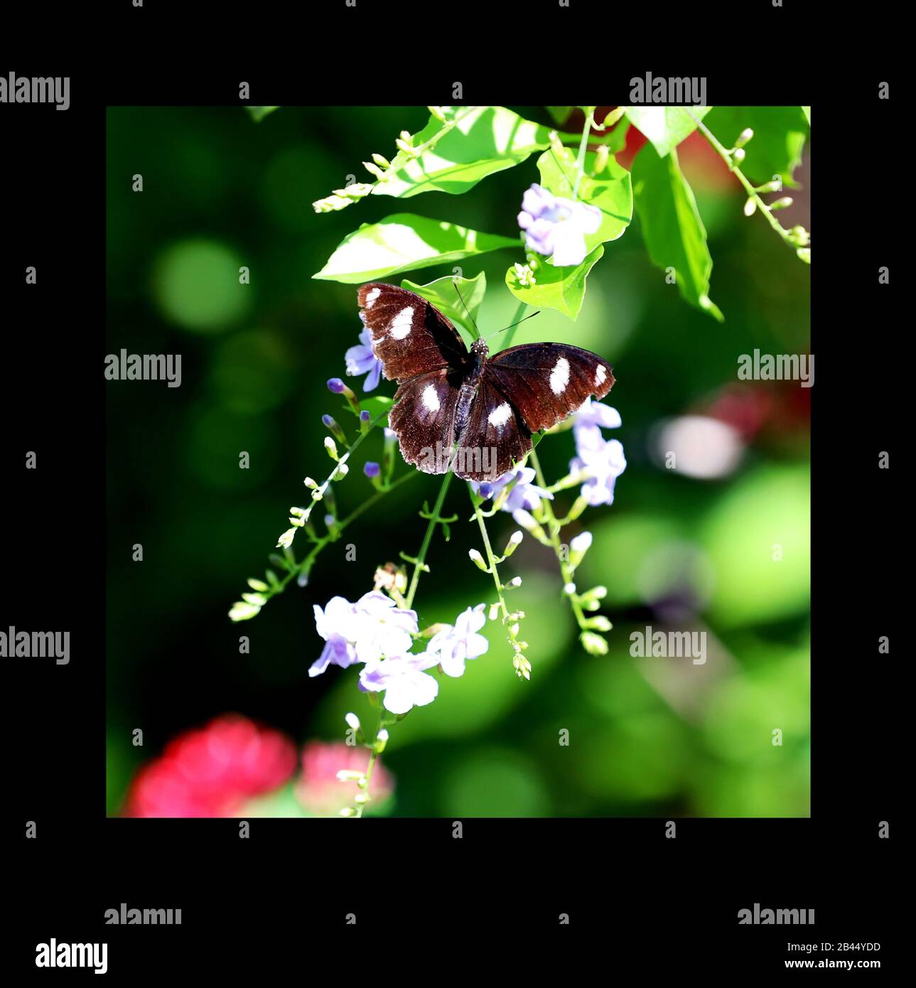 Beautiful Butterflies in nature, at the gardens and butterfly house