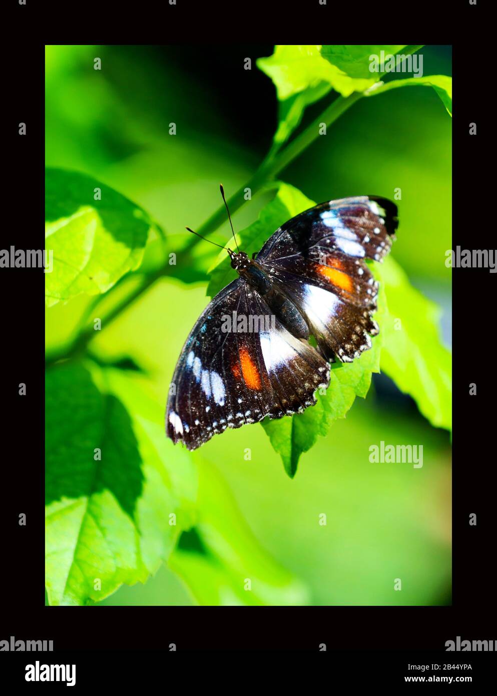 Beautiful Butterflies in nature, at the gardens and butterfly house