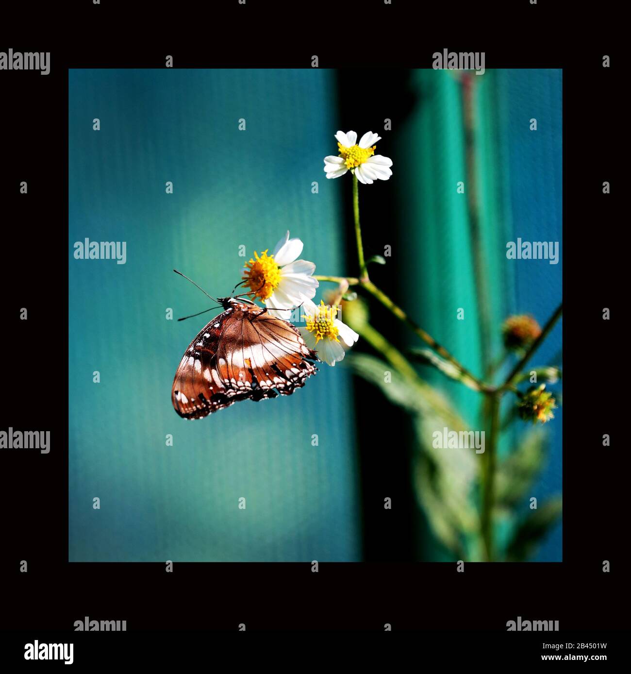 Beautiful Butterflies in nature, at the gardens and butterfly house